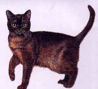 burmese