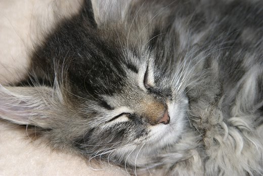 katze